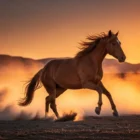 Equine Insurance